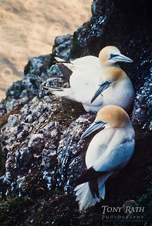 Three Northern Gannets on rocky nest Northern Gannets Birds,Morus bassanus,Northern Gannet