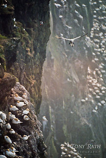 Northern Gannets habitat Northern Gannets Birds,Morus bassanus,Northern Gannet