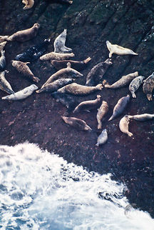 Grey Seals basking, Faroe Islands Grey Seals basking, Faroe Islands Faroe Islands,Grey Seal,Seal