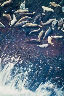 Grey Seals basking, Faroe Islands Grey Seals basking, Faroe Islands Faroe Islands,Grey Seal,Seal