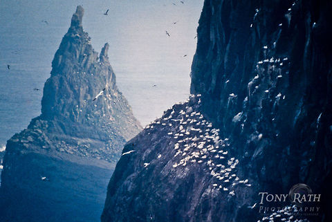 Northern Gannets nests on rock Northern Gannets Birds,Morus bassanus,Northern Gannet