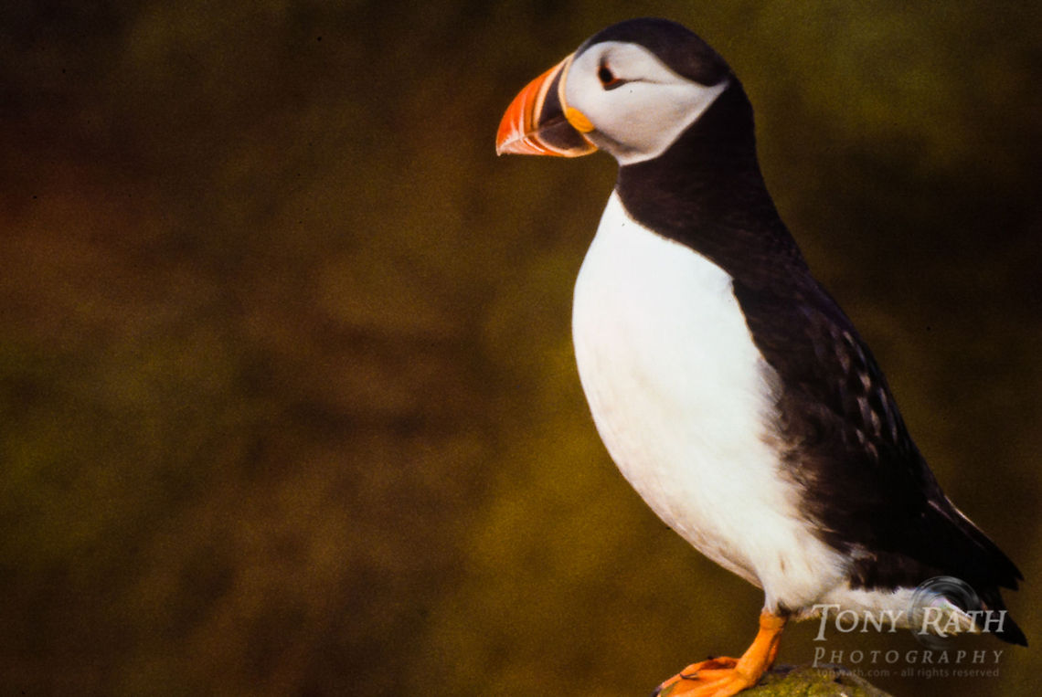 Atlantic Puffin side view Atlantic puffins in Mykines, Faroe Islands Atlantic Puffin,Birds,Faroe Islands,Fratercula arctica,Mykine