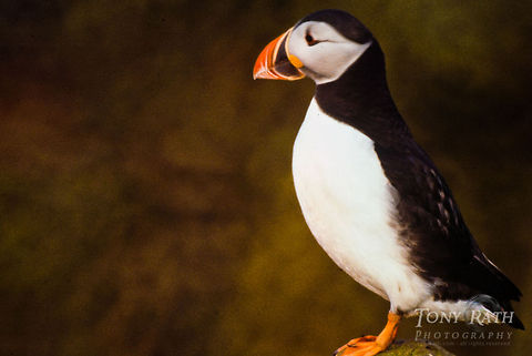 Atlantic Puffin side view Atlantic puffins in Mykines, Faroe Islands Atlantic Puffin,Birds,Faroe Islands,Fratercula arctica,Mykine