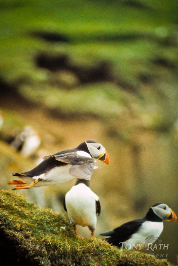 Atlantic Puffin takeoff Atlantic puffins in Mykines, Faroe Islands Atlantic Puffin,Birds,Faroe Islands,Fratercula arctica,Mykine