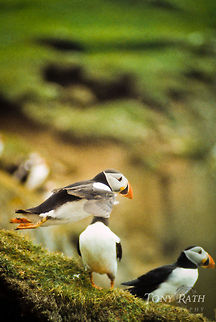 Atlantic Puffin takeoff Atlantic puffins in Mykines, Faroe Islands Atlantic Puffin,Birds,Faroe Islands,Fratercula arctica,Mykine