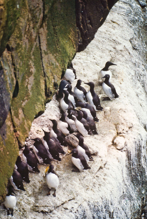 Common Guillemot breeding 2 Common Guillemot (lomvigi/a) - breeding with 175,000 pairs on Faroe Islands Birds,Common Guillemot,Faroe Islands,Uria aalge