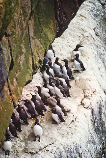 Common Guillemot breeding 2 Common Guillemot (lomvigi/a) - breeding with 175,000 pairs on Faroe Islands Birds,Common Guillemot,Faroe Islands,Uria aalge