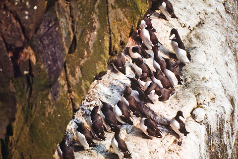 Common Guillemot breeding Common Guillemot (lomvigi/a) - breeding with 175,000 pairs on Faroe Islands Birds,Common Guillemot,Faroe Islands,Uria aalge