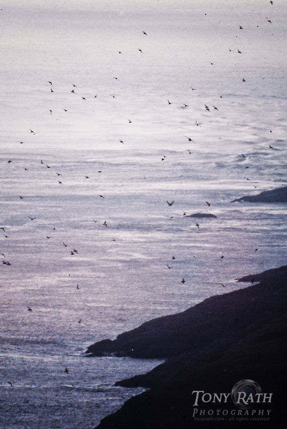 Atlantic puffins in Mykines, Faroe Islands Atlantic puffins in Mykines, Faroe Islands Atlantic Puffin,Birds,Faroe Islands,Fratercula arctica,Mykine
