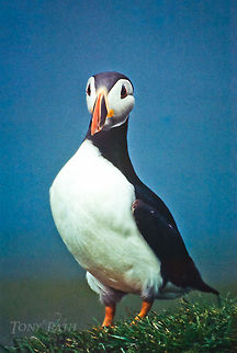 Atlantic Puffin posing Atlantic puffins in Mykines, Faroe Islands Atlantic Puffin,Birds,Faroe Islands,Fratercula arctica,Mykine