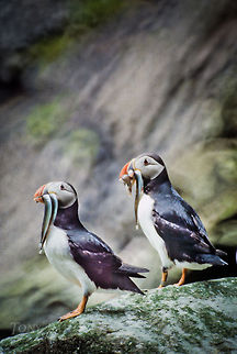 Atlantic Puffin twins Atlantic puffins in Mykines, Faroe Islands Atlantic Puffin,Birds,Faroe Islands,Fratercula arctica,Mykine