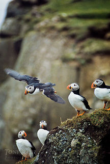 Atlantic Puffin landing Atlantic puffins in Mykines, Faroe Islands Atlantic Puffin,Birds,Faroe Islands,Fratercula arctica,Mykine