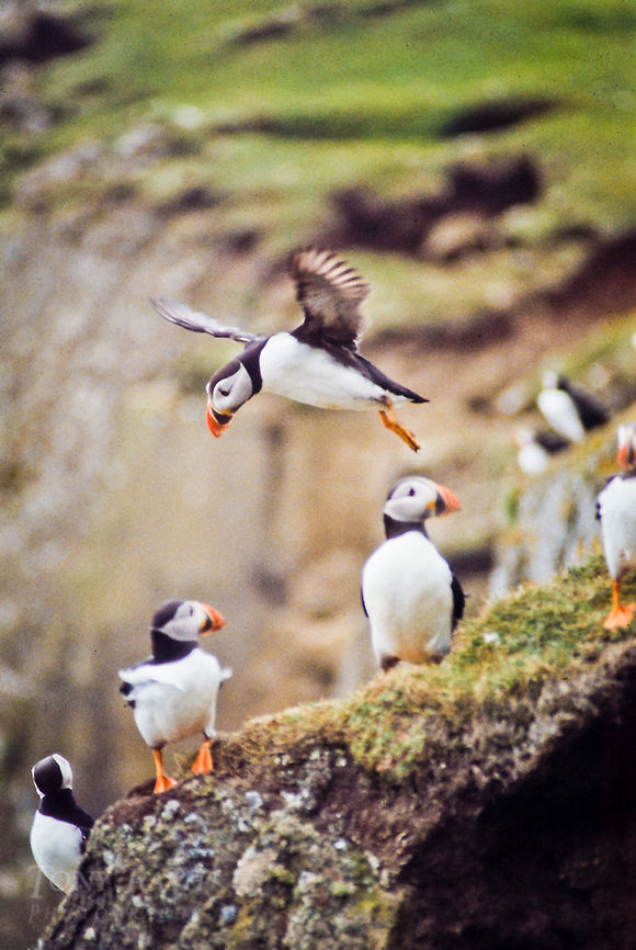 Atlantic Puffin landing 2 Atlantic puffins in Mykines, Faroe Islands Atlantic Puffin,Birds,Faroe Islands,Fratercula arctica,Mykine