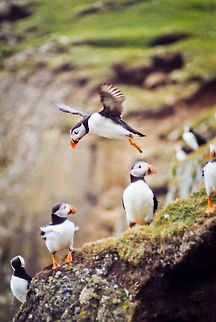 Atlantic Puffin landing 2 Atlantic puffins in Mykines, Faroe Islands Atlantic Puffin,Birds,Faroe Islands,Fratercula arctica,Mykine