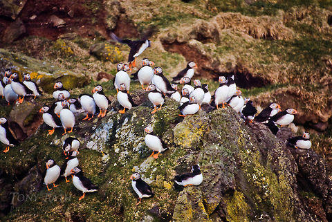 Atlantic Puffin colony on rocks Atlantic puffins in Mykines, Faroe Islands Atlantic Puffin,Birds,Faroe Islands,Fratercula arctica,Mykine