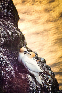 Northern Gannet breeding Northern Gannet (s&uacute;la) - breeding only in Mykines with 2,000 pairs. Birds,Faroe Islands,Morus bassanus,Mykine,Northern Gannet