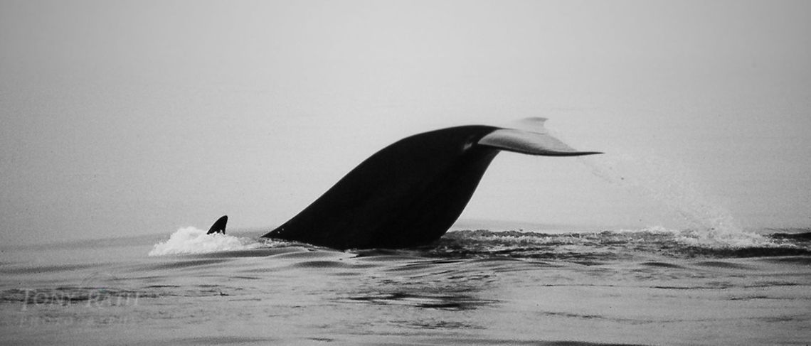 Pilot Whale water breach Pilot Whale Globicephala macrorhynchus,Pilot Whale,Short-finned Pilot Whale,whale