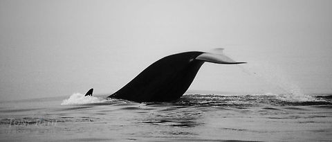 Short-finned Pilot Whale