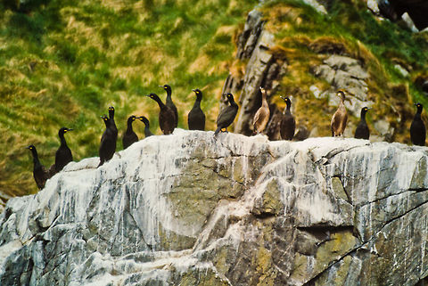 Great Cormorant at Faroe islands Great Cormorant, Faroe Islands Faroe Islands,Great Cormorant,Phalacrocorax carbo,birds