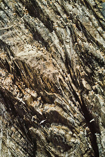 Fulmar nesting cliffs Fulmar nesting cliffs, Faroe Islands Faroe Islands,Fulmaris glacialis,Landscapes,Northern Fulmar,Seabirds,fulmar