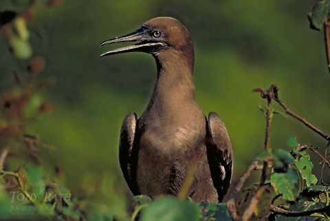 Brown Booby Brown Booby Birds,Brown Booby