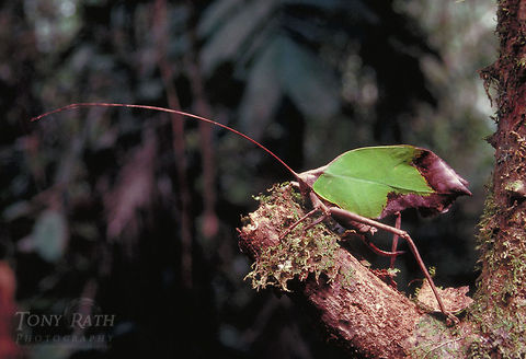 Leaf Insect Leaf-mimic katydid (Mimetica sp.) Insects,Leaf insect