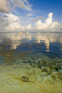 Juvenile Southern Stingray Juvenile Southern Stingray Dasyatis americana,Southern Stingray,Southern stingray,Stingray