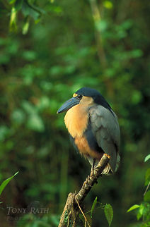 Boat billed Heron Boat billed Heron Boat-billed Heron,Heron