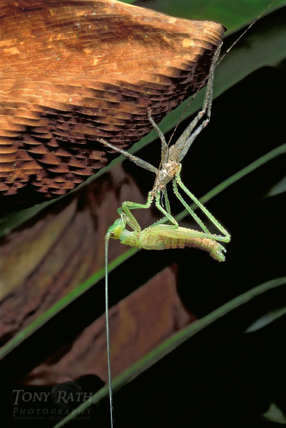 Molting Grasshopper Molting Grasshopper Grasshopper,Insects