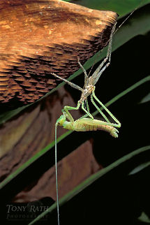 Molting Grasshopper Molting Grasshopper Grasshopper,Insects