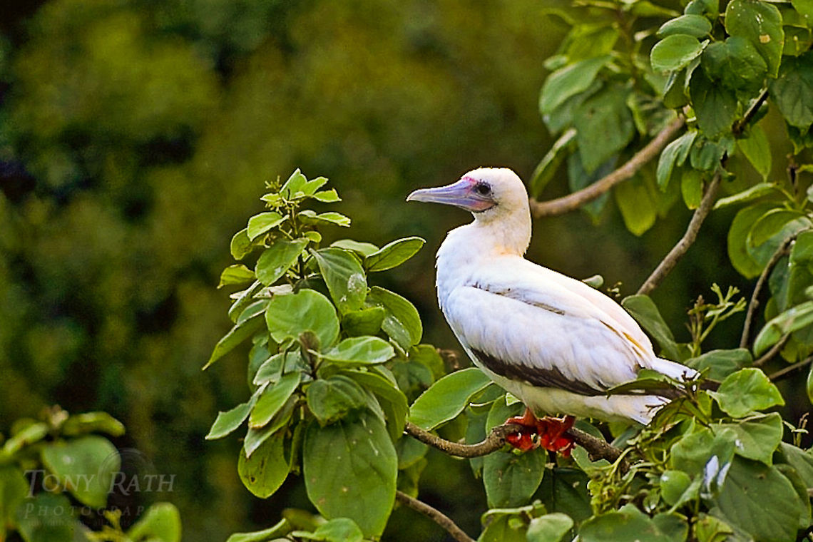 Red footed booby Red footed booby Birds,Red footed booby