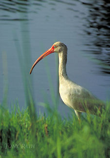 White Ibis White Ibis Birds,Ibis,White Ibis