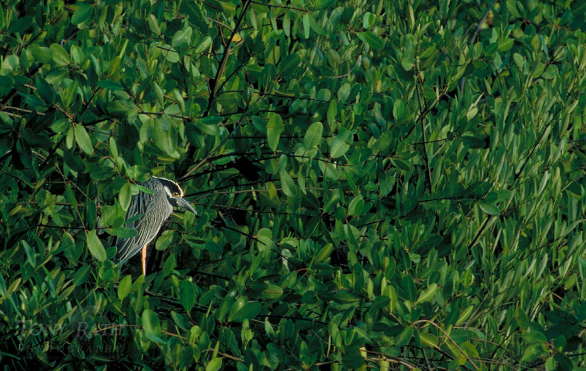 Yellow Crowned Night Heron Yellow crowned night heron Birds,Heron,Yellow Crowned Night Heron