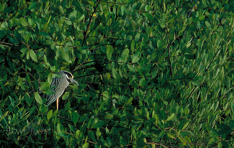 Yellow Crowned Night Heron Yellow crowned night heron Birds,Heron,Yellow Crowned Night Heron