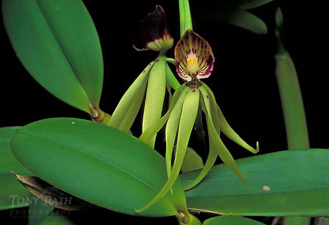 Black Orchid Black Orchid Black Orchid,Flowers,Orchids,Prosthechea cochleata