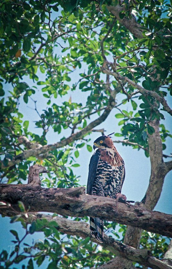 Ornate Hawk Eagle Ornate Hawk Eagle Birds,Eagle,Ornate Hawk Eagle