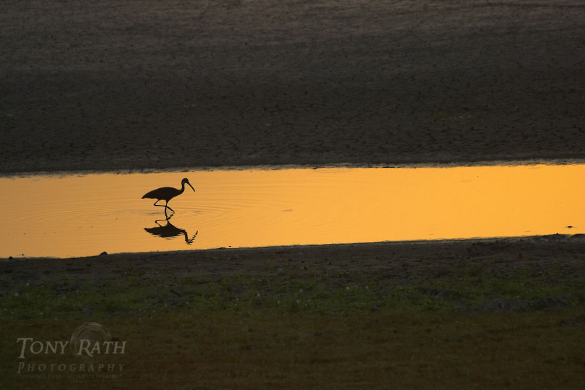 Ibis Ibis Birds,Ibis