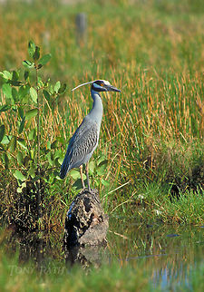 Yellow Crowned Night Heron Yellow crowned night heron Heron,Yellow Crowned Night Heron