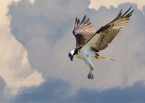 Osprey in flight Osprey in flight Bird of prey,Birds,Osprey,Pandion haliaetus