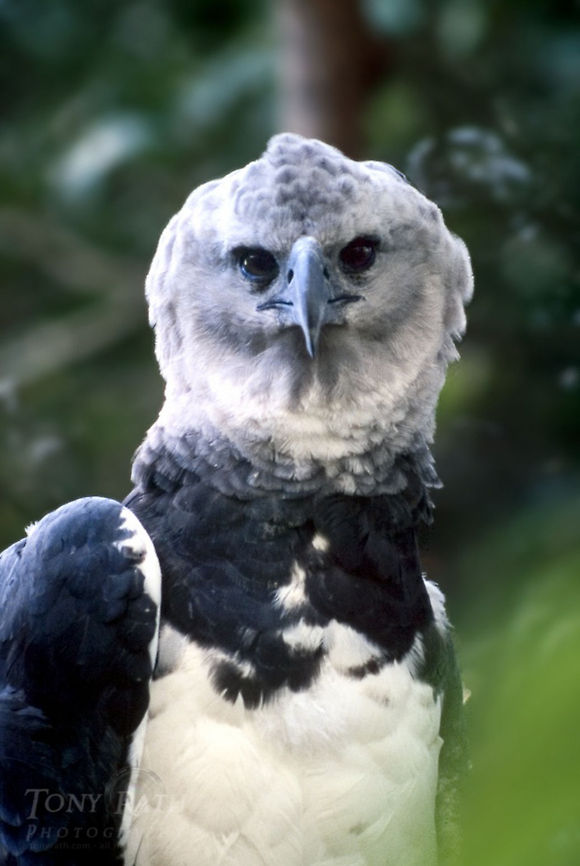 Harpy Eagle Harpy Eagle Bird of prey,Birds,Eagle,Harpy Eagle
