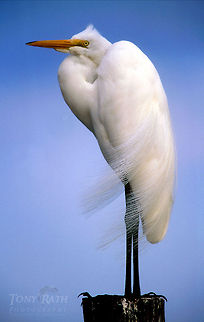 Great Egret Great Egret Ardea alba,Birds,egret,great egret
