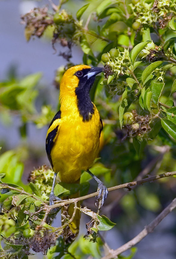 Hooded Oriole Hooded Oriole Birds,Hooded Oriole