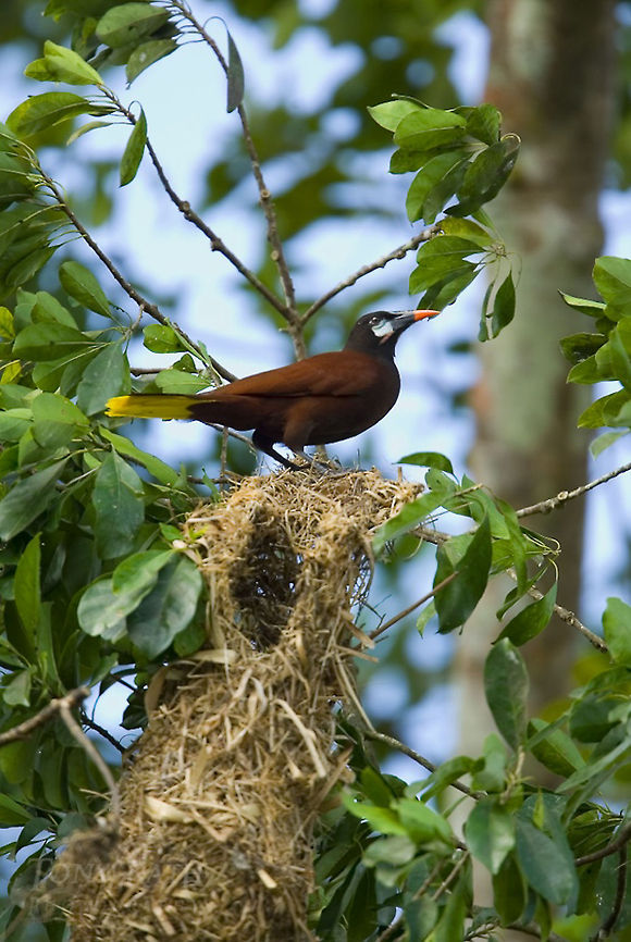 Montezuma Orependola Montezuma Orependola Birds,Montezuma Oropendola,Psarocolius montezuma