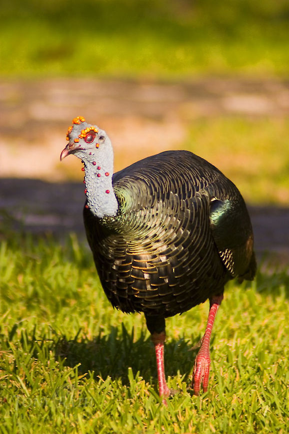 Ocellated Turkey Ocellated Turkey Birds,Ocellated Turkey,Turkey