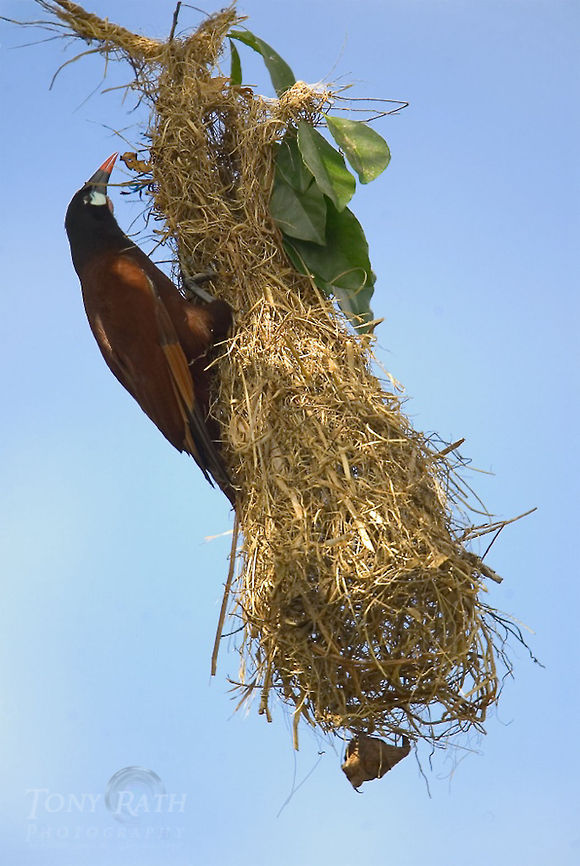 Montezuma Orependola Montezuma Orependola Birds,Montezuma Oropendola,Psarocolius montezuma