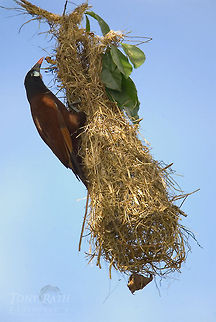 Montezuma Orependola Montezuma Orependola Birds,Montezuma Oropendola,Psarocolius montezuma