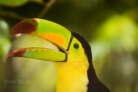 Keel billed toucan Keel billed toucan Birds,Keel billed toucan,Toucan