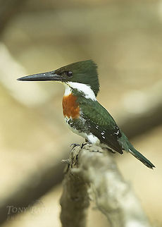 Amazon Kingfisher Amazon Kingfisher Amazon Kingfisher,Birds,Kingfisher