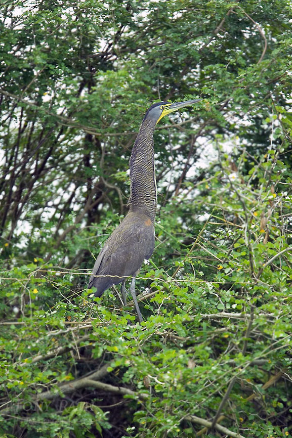 Bare Throated Tiger Heron Bare Throated Tiger Heron Bare-throated Tiger-Heron,Birds,Heron
