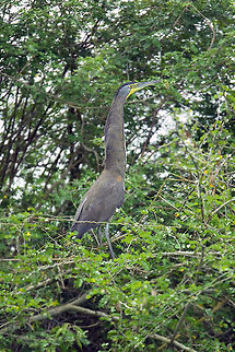 Bare Throated Tiger Heron Bare Throated Tiger Heron Bare-throated Tiger-Heron,Birds,Heron